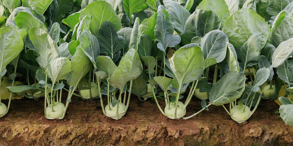 Cavolo rapa, l'innovazione di Rijk Zwaan presentata ai Demo Days